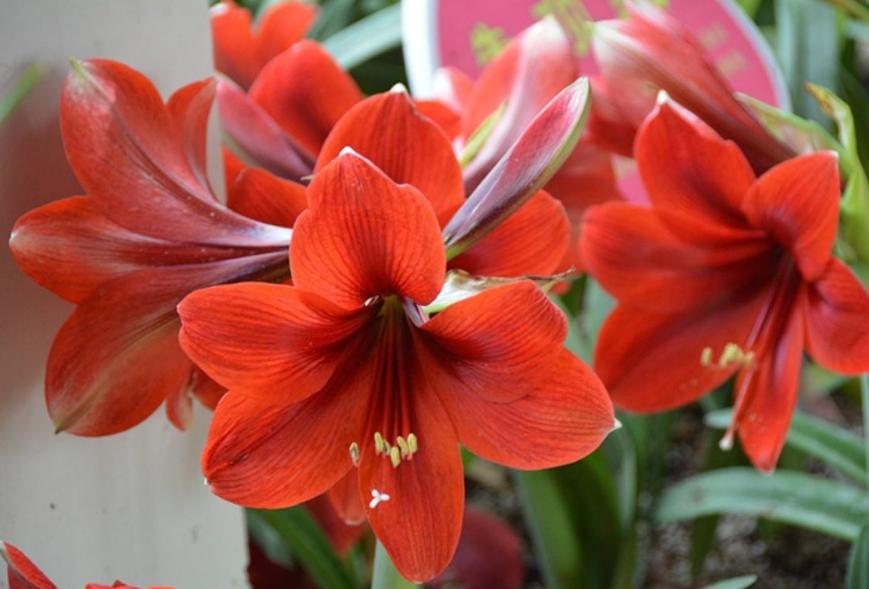 朱顶红种球怎么养才能快速变大,进口朱顶红先开花后长根的怎么养