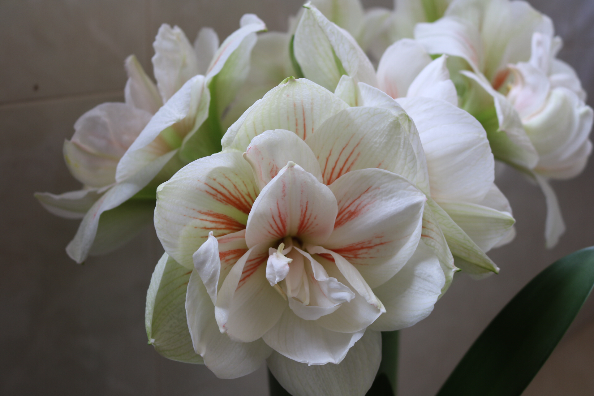 朱顶红怎么养才能又开花还生崽,朱顶红是群养好还是独立盆养好