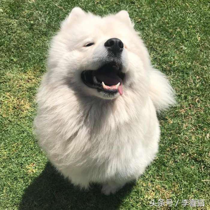 微笑天使萨摩耶，汪星人知名组合雪橇三傻中的一股清流！