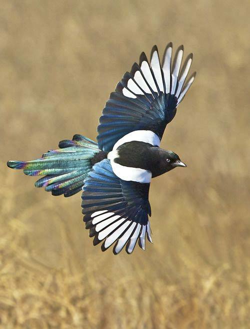 小型粘人的鸟类宠物有哪些,白领适合养什么宠物鸟类