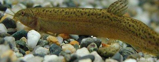 水中参的作用和功效,水中人参的功效与作用