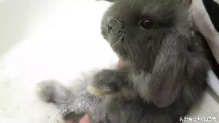 如何给兔子洗澡不出问题,怎么给兔子洗澡