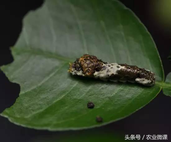 橘树生虫用什么药防治,八种害虫