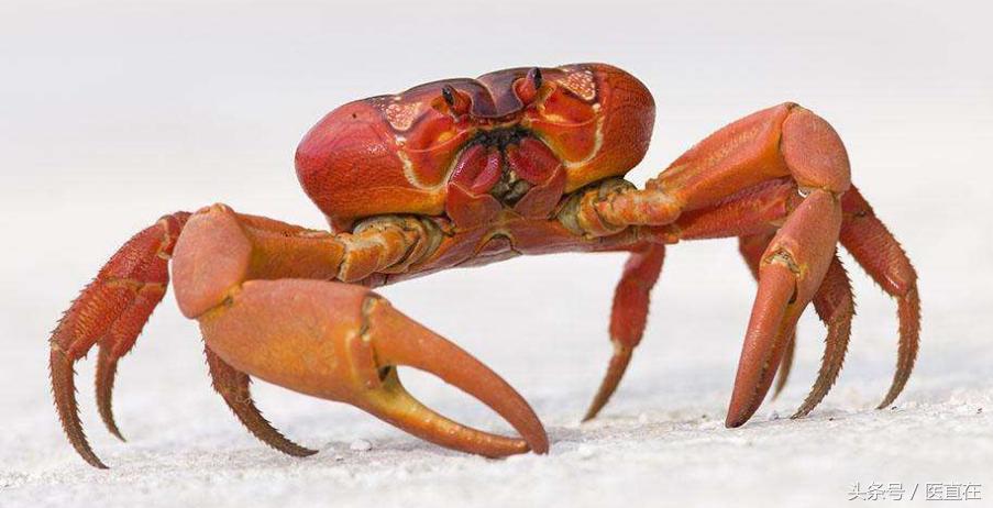 水中参的作用和功效,水中人参的功效与作用