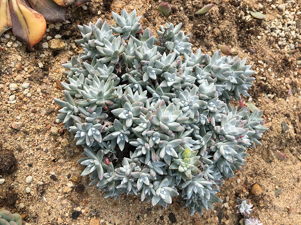 多肉爱杜丽丝仙女杯养护,雪山仙女杯多肉怎么繁殖