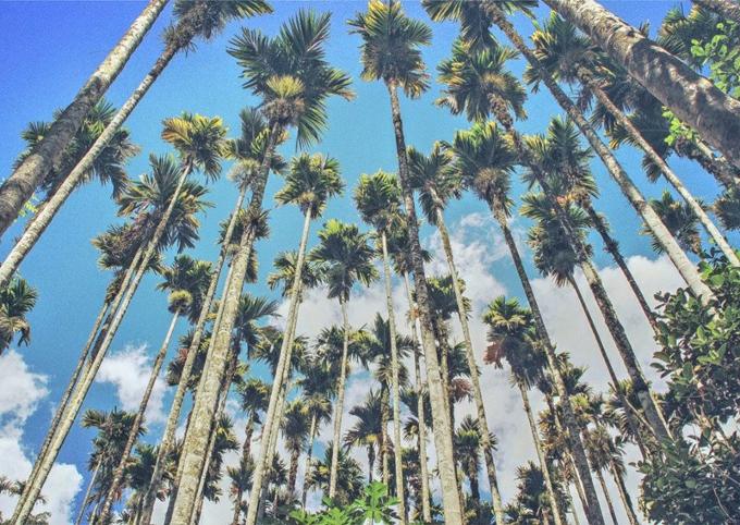 三亚旅游攻略纪念品,自驾游海南三亚必备物品清单