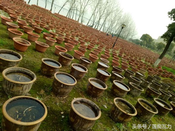 小型碗莲从种植到开花,碗莲养护基地在哪里