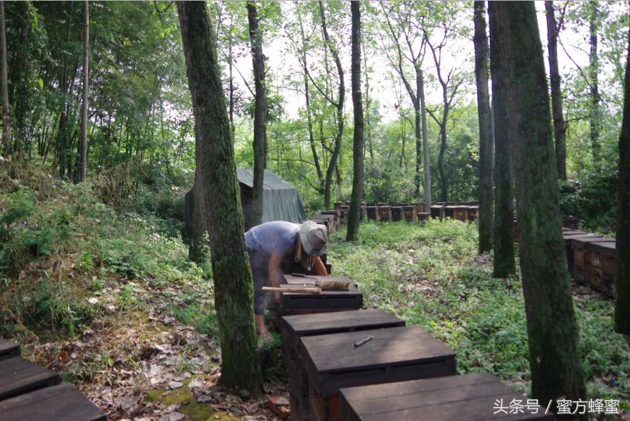 麦卢卡蜂蜜和普通蜂蜜有什么区别,国产蜂蜜和麦卢卡蜂蜜区别