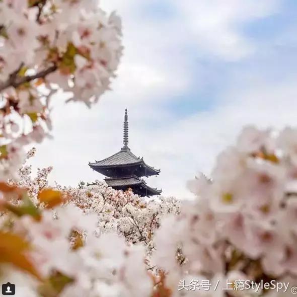 杨树林口红哪个色号适合黄干皮,黄皮杨树林口红色号推荐