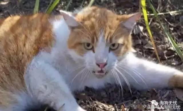 求助小猫被绳子缠住后续,被猫抓了要去打针吗