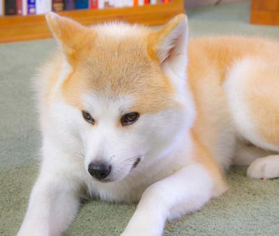 犬种百科之博美犬,犬种百科之柴犬