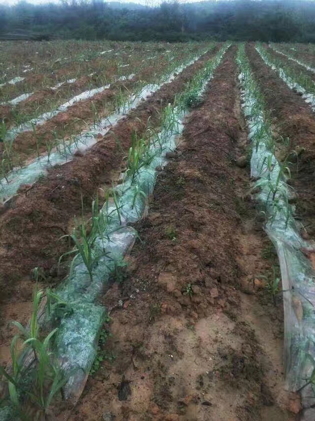 广西农村土制红糖,广西农业种植红糖