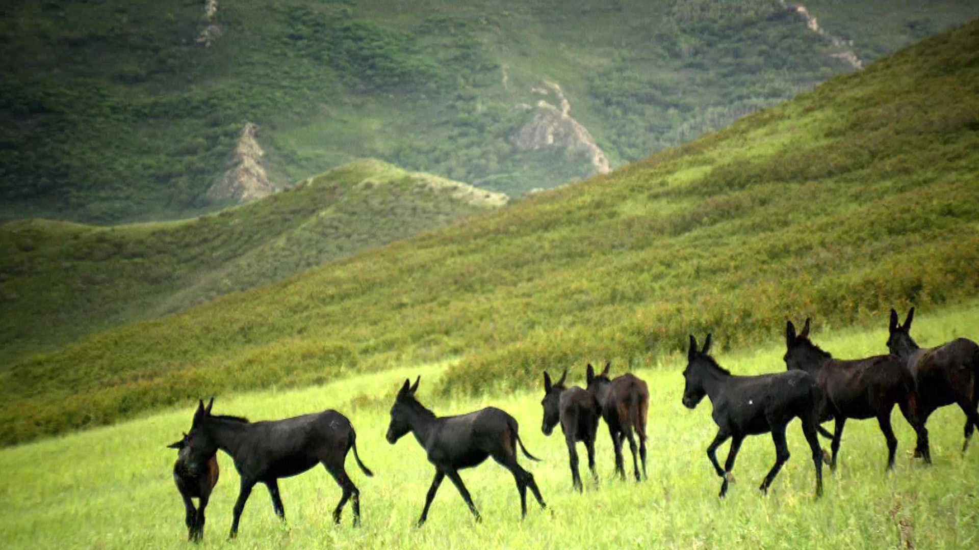 驴驹腹泻是什么原因,驴驹腹泻最快的解决方法