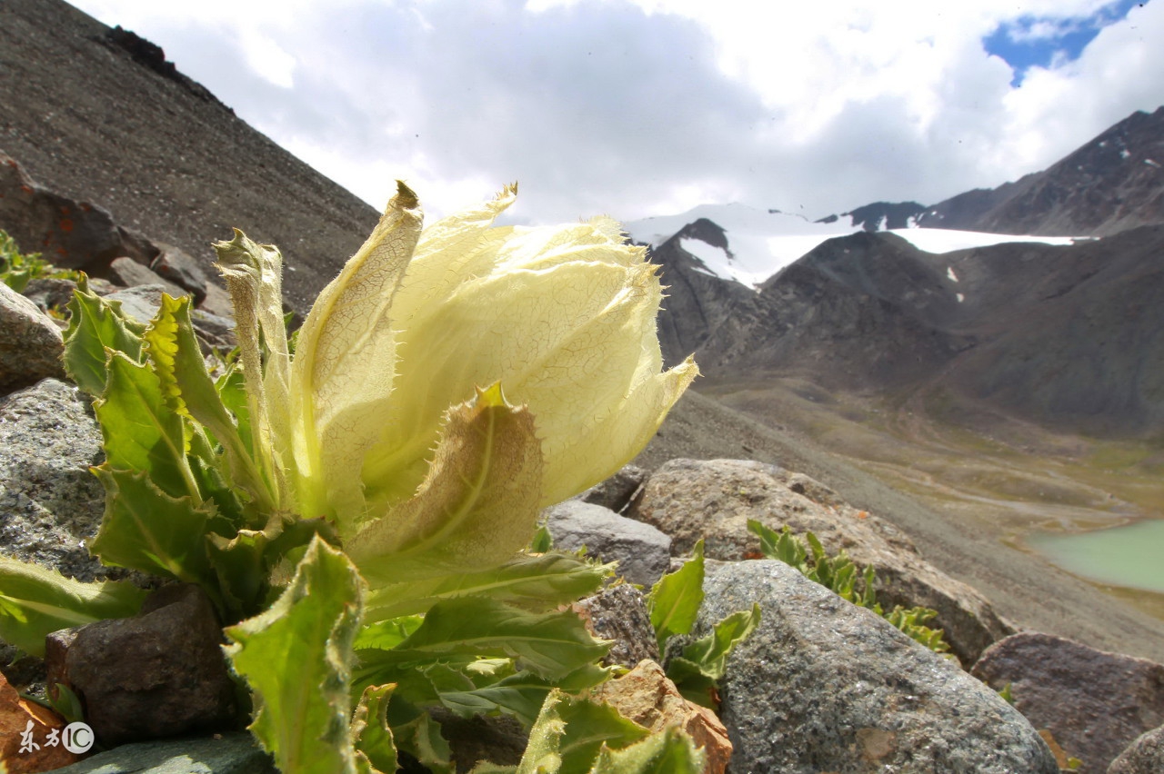 天山脚下的雪莲难得一见,天山雪莲是真的稀有