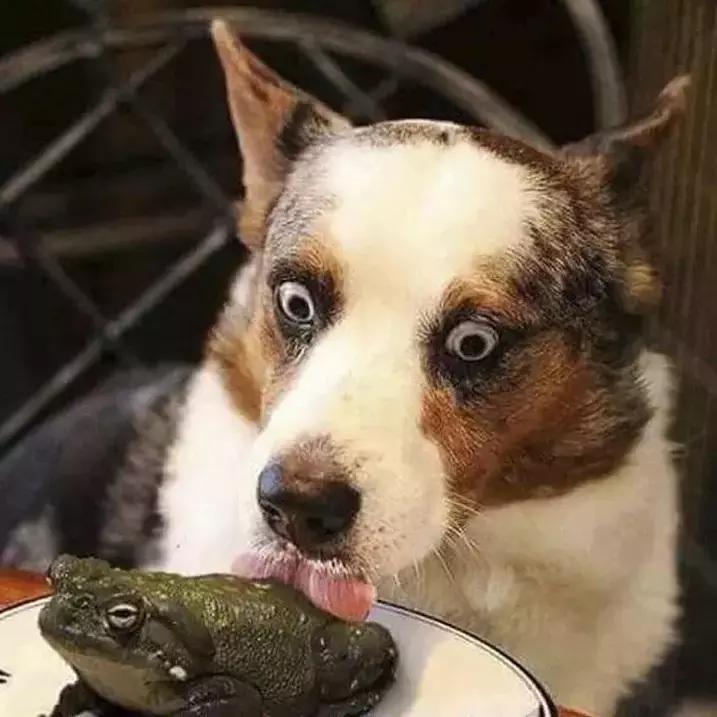 澳洲大量狗舔蟾蜍上瘾,狗狗舔到蟾蜍有没有事