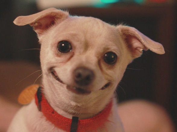 狗狗挑食怎么办都要饿死了,怎么训练狗狗别贪吃