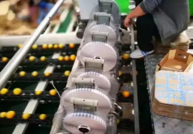 褚橙成功秘诀,褚橙一亩产多少