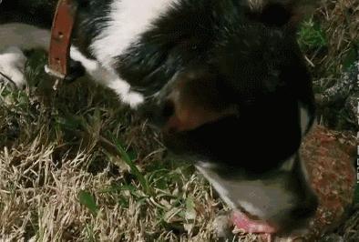 澳洲大量狗舔蟾蜍上瘾,狗狗舔到蟾蜍有没有事