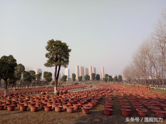 小型碗莲从种植到开花,碗莲养护基地在哪里