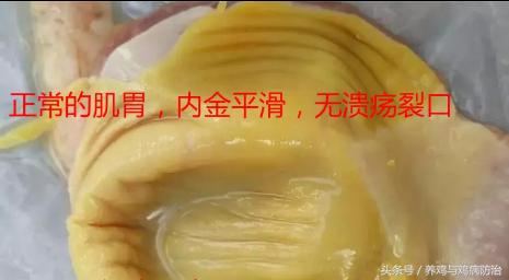 养鸡对肠道好吗,养鸡最好的肠道药