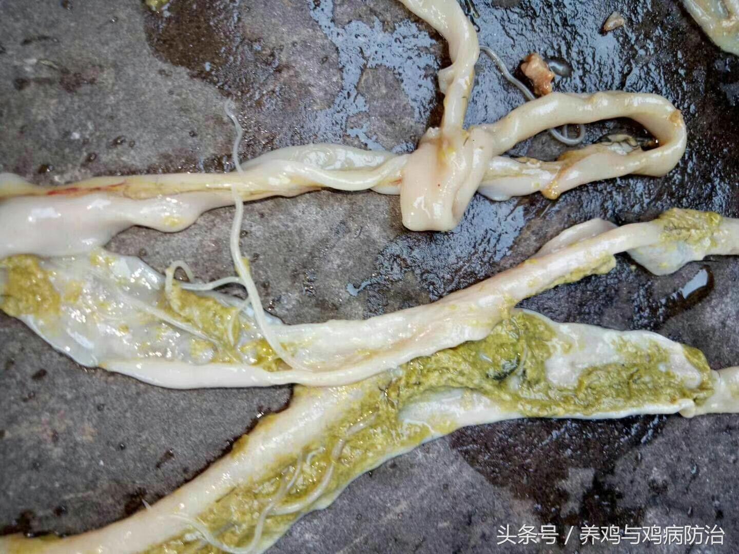 养鸡对肠道好吗,养鸡最好的肠道药