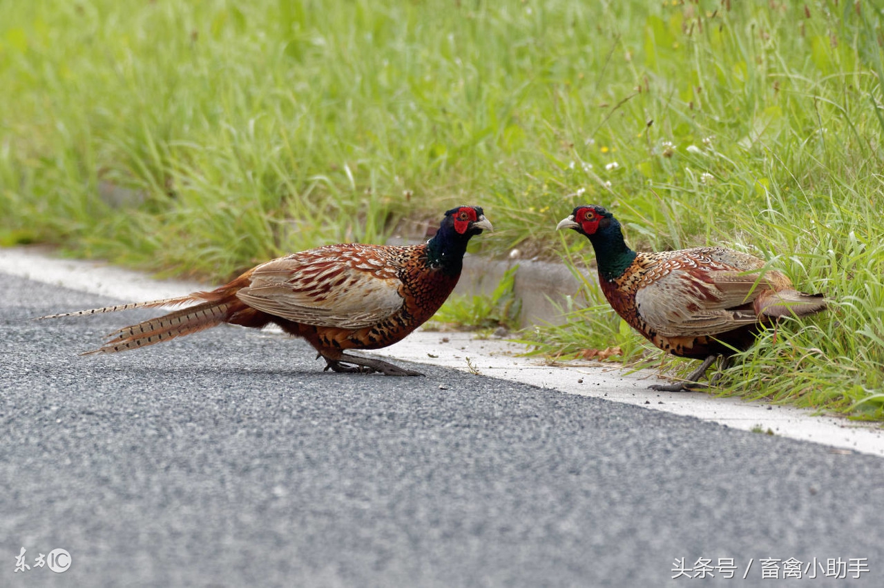 养土鸡发家,养山鸡故事