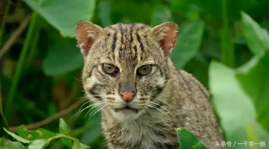 我打赌，这部「三级片」让你从此走上喵生巅峰！