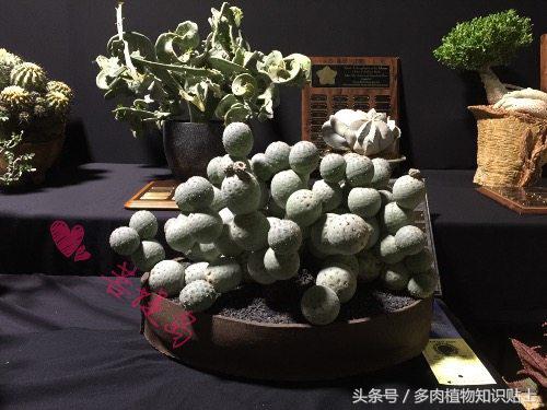 仙人掌有什么知识,仙人掌植物生长的小知识