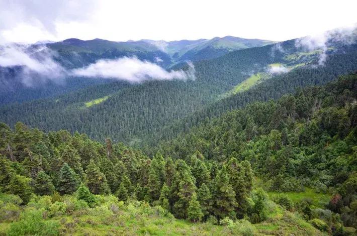 拉林高速最美段,公路的颜值