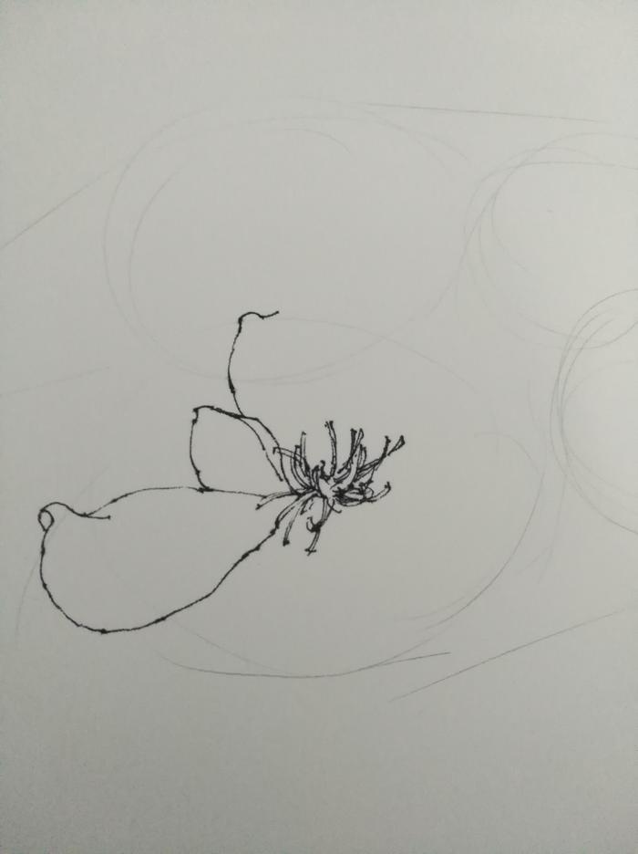 「手绘」河津樱花针管笔稿步骤