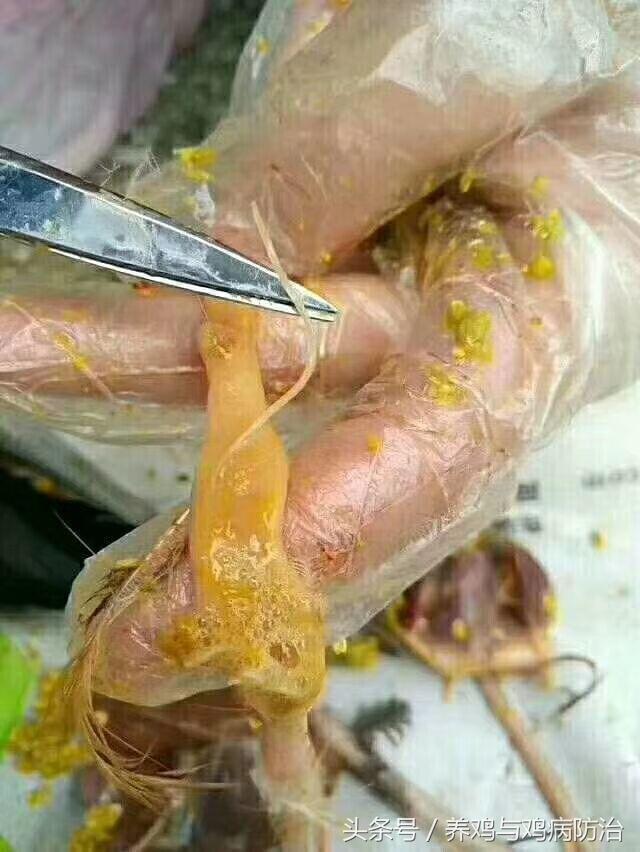 养鸡对肠道好吗,养鸡最好的肠道药