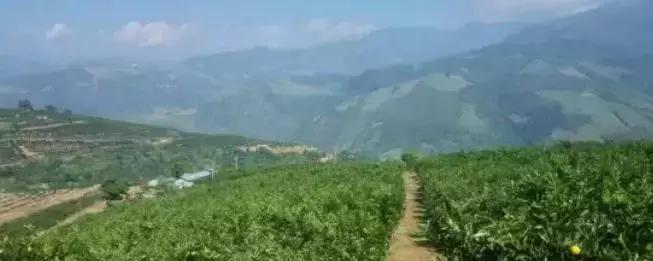 褚橙成功秘诀,褚橙一亩产多少