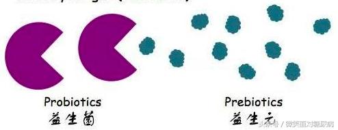补充肠道益生菌能治糖尿病吗,糖尿病人能吃益生菌治疗便秘