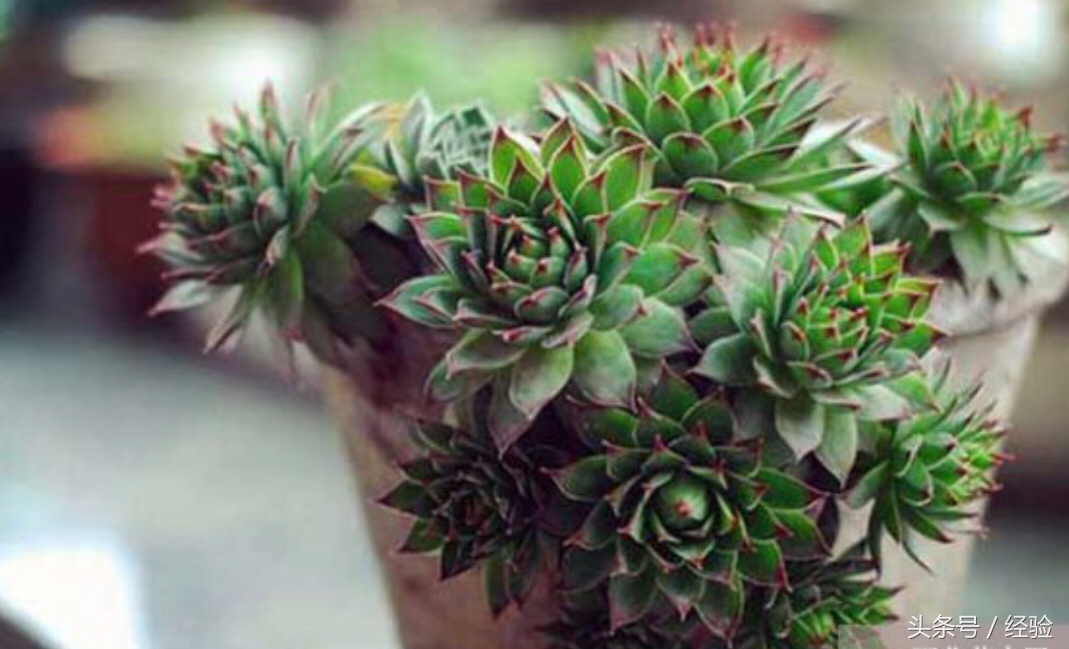 观音莲叶子发黑发软,观音莲叶子发黄怎么办