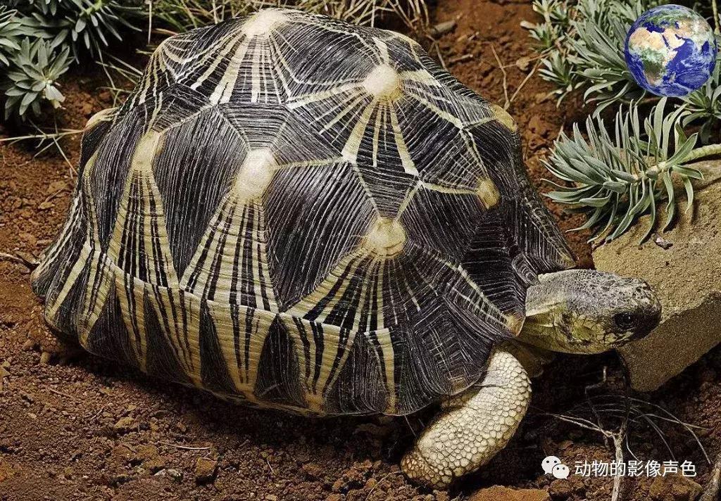 辐射陆龟的图片,辐射陆龟品相