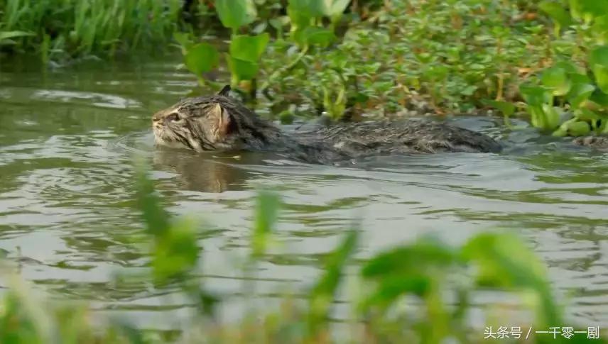 我打赌，这部「三级片」让你从此走上喵生巅峰！