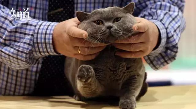 吸猫真的能上瘾,吸猫体质真的可怕吗