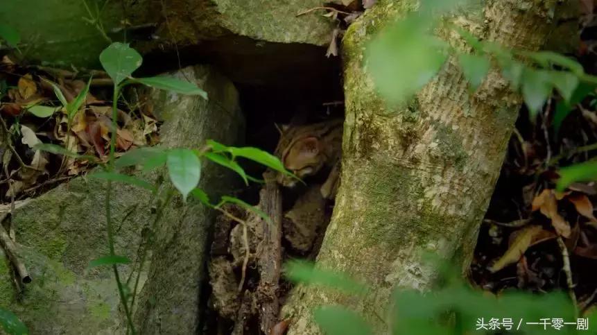 我打赌，这部「三级片」让你从此走上喵生巅峰！
