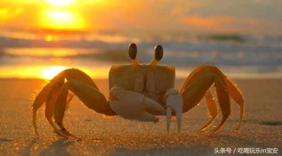 深圳螃蟹哪里买的最便宜,路林海鲜市场螃蟹