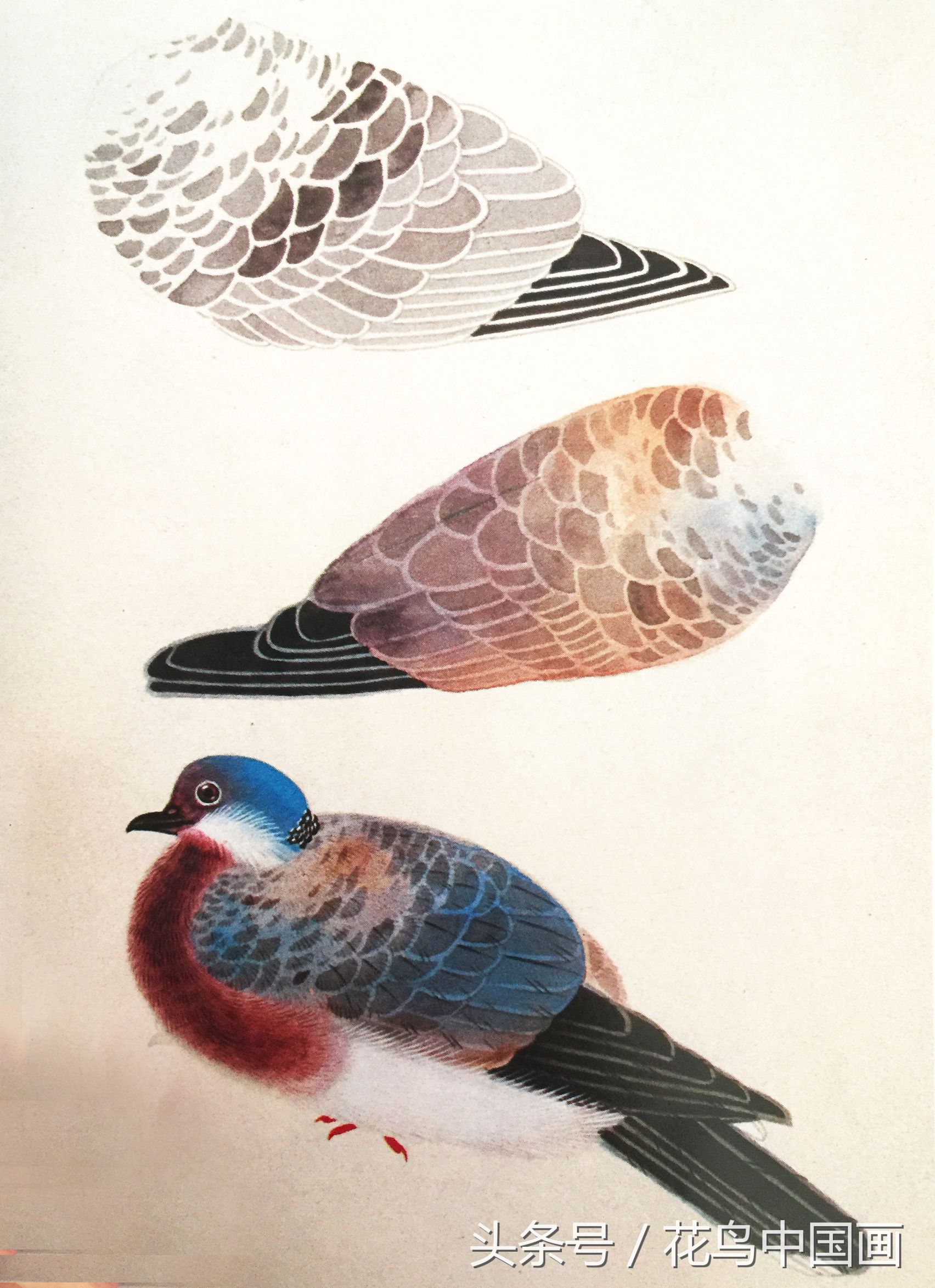 工笔国画白鸟的画法,写意花鸟羽毛技法