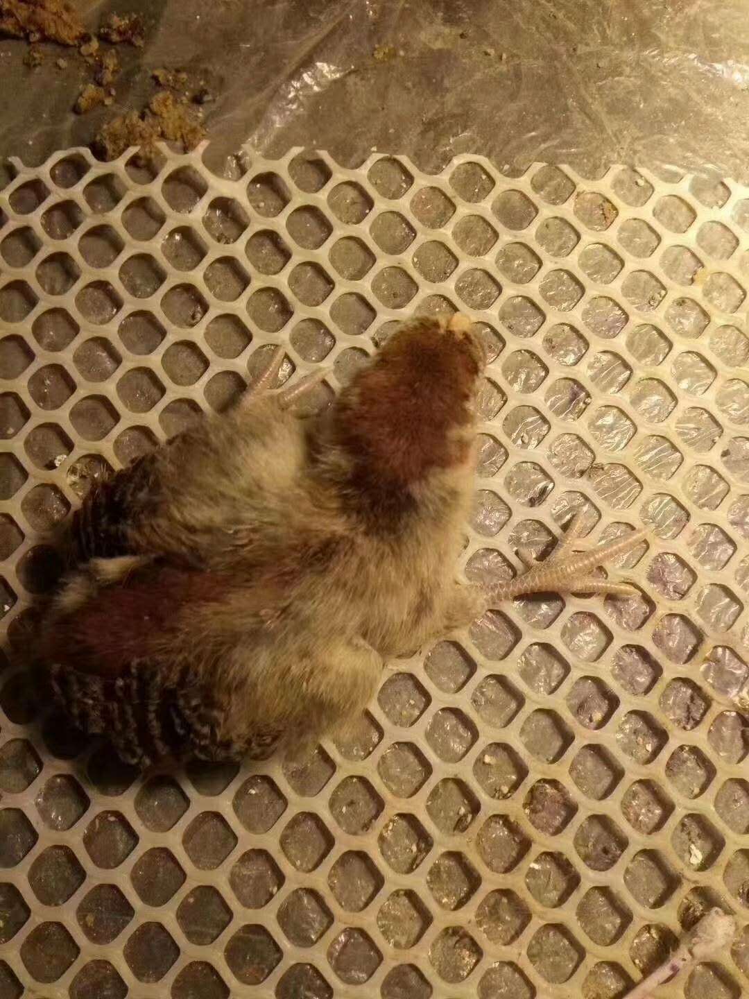 养鸡怎么让鸡产蛋多,鸡雏卵黄吸收不好怎么办