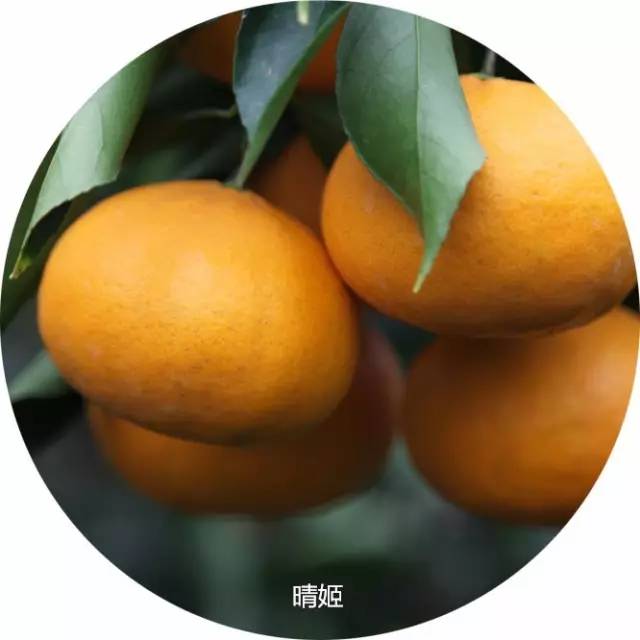 鏄ヨ鍜屾槑鏃ヨ鍜屾矁鏌戝摢涓洿濂藉悆,鏌戞鍥涘ぇ缇庝汉