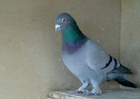 什么地方容易抓天落鸟,什么地方的天落鸟比较多