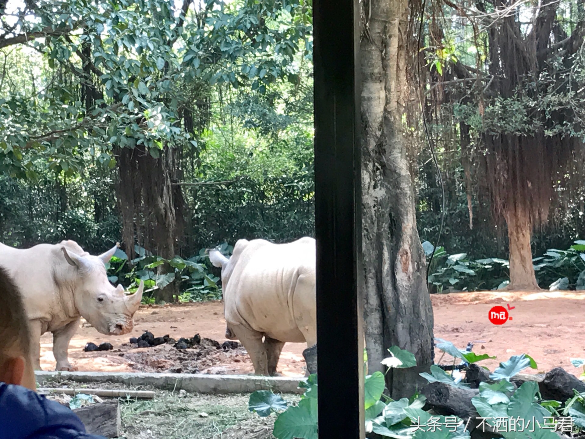 长隆野生动物园3天2晚亲子游,广州长隆野生动物园亲子游攻略