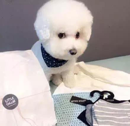 比熊第二天,可爱的比熊犬