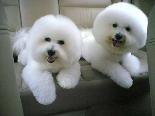 比熊犬视频大全集,比熊犬第三针怎么打