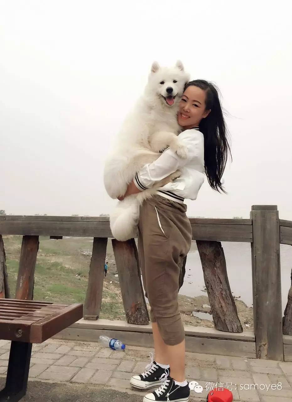 关于萨摩耶可爱的照片,萨摩耶有胎毛吗