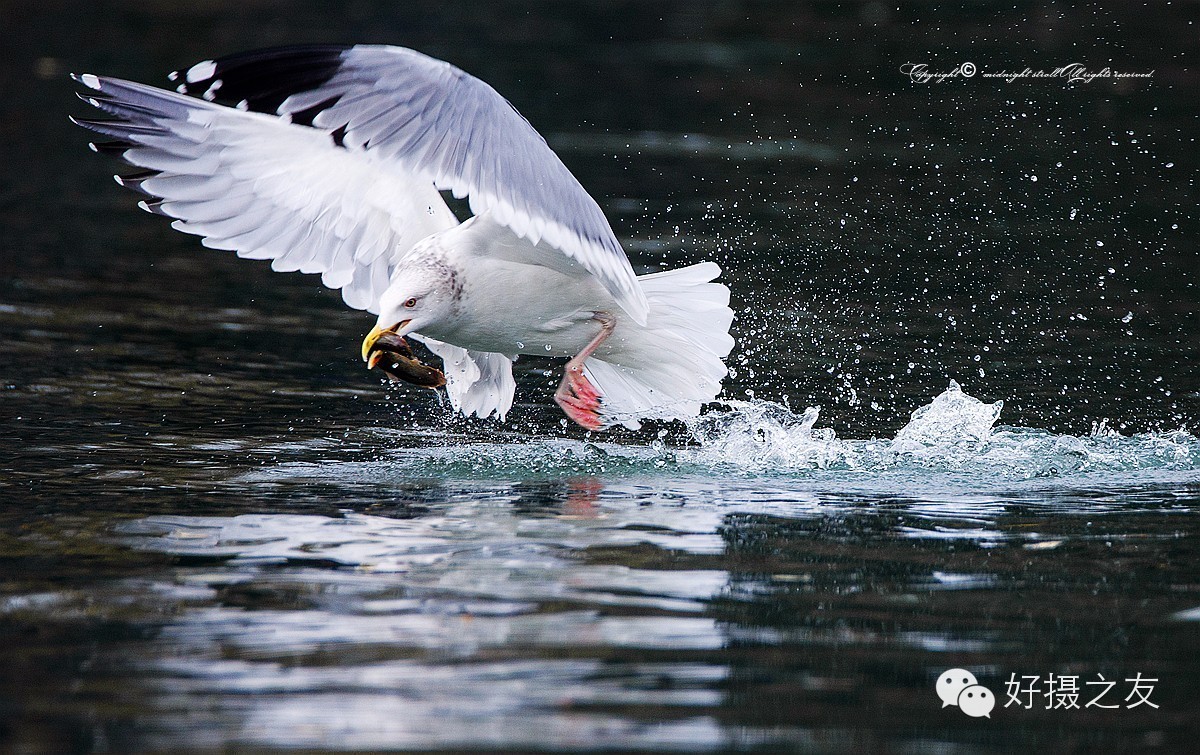 各路大鸟说:秀恩爱,那必须去春天的西湖啊!(拍鸟地图附上)