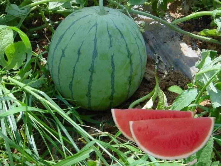 西瓜批发厂家西瓜代发平台,西瓜批发基地最新价格阜阳地区