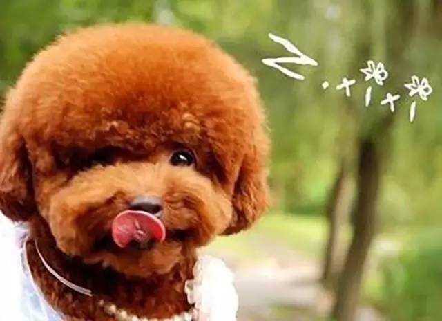 泰迪怎么那么乖,泰迪为啥这么乖